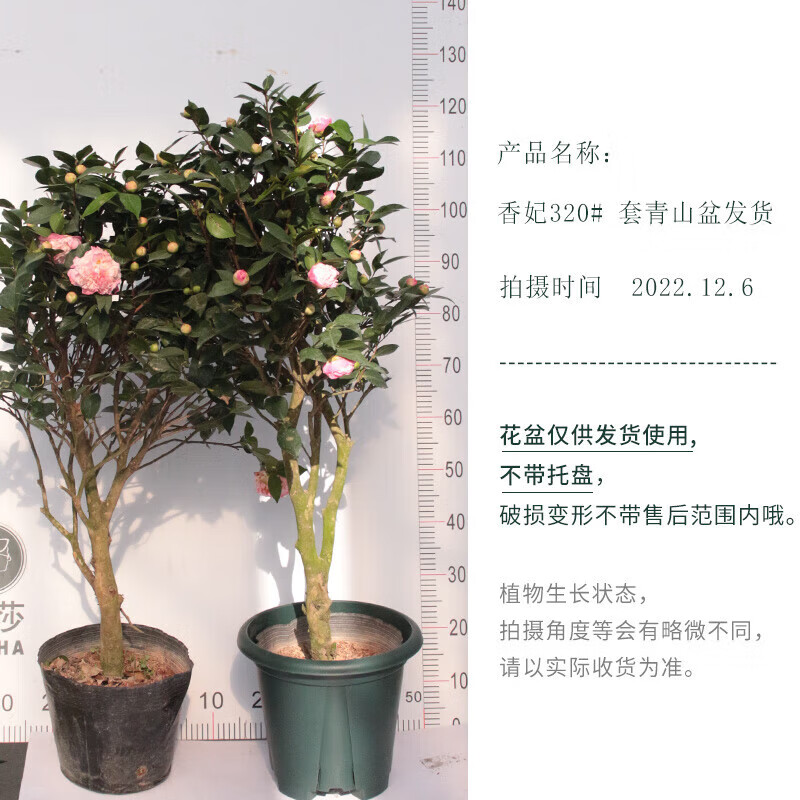 刘不丁塔莎的花园 四季茶花盆栽植物浓香型庭院室内好养木本四季山茶