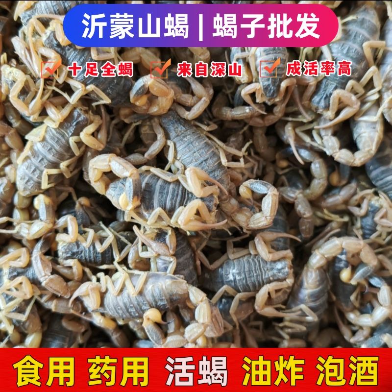 活蝎子一斤正宗十足全蝎泡酒油炸可食用 1斤七龄公母蝎王6-7厘米约450