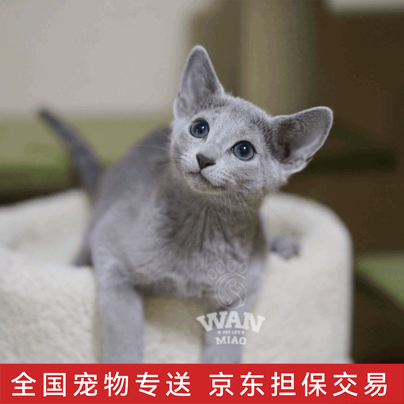 涴喵纯种俄罗斯蓝猫幼崽家养宠物猫活体短毛猫幼猫 宠物级 【俄罗斯蓝猫】