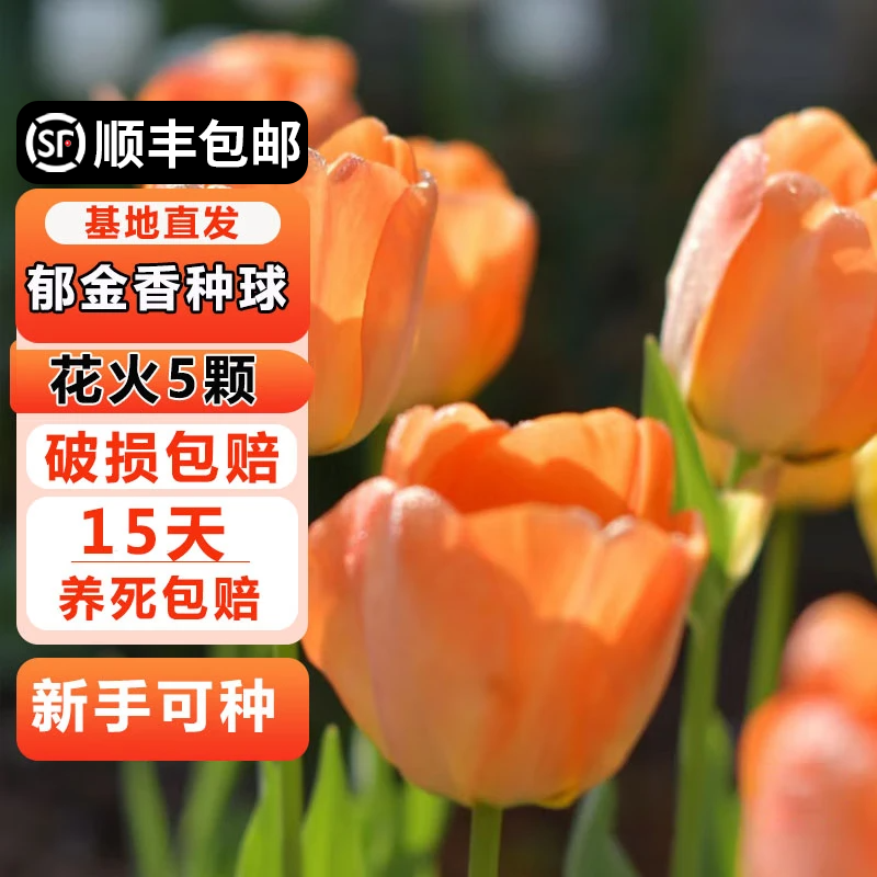 耘淘郁金香种球水培5度球花卉绿植种子土培植物水养盆栽室内室外耐寒1 花火 橙色范伊克5球+2包肥料