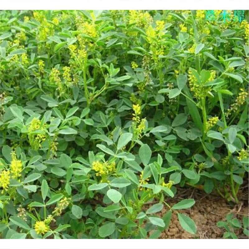 购优汇草木犀多年生牧草种子黄花苜蓿南北方柱花草营养高猪牛羊鸡鸭
