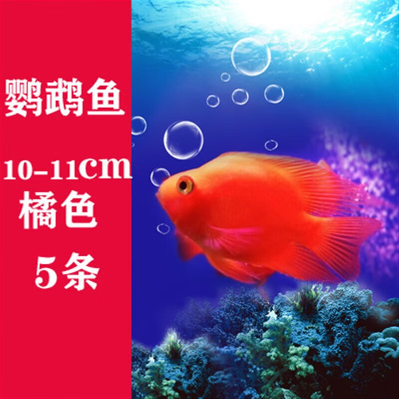 墨一血鹦鹉鱼活鱼发财鱼热带观赏鱼银龙红元宝财神活体鱼起头鱼 10-11