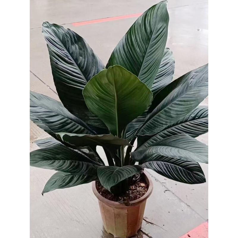 clcey绿巨人盆栽室内客厅大型植物万年青大叶白掌绿植办公室盆景 绿