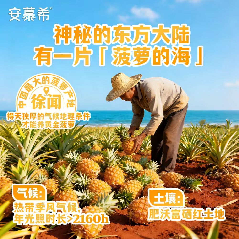 伊利安慕希酸奶清甜菠萝风味12盒 酸奶整箱多35%蛋白质 中秋礼盒 205g*12盒/箱 清甜菠萝