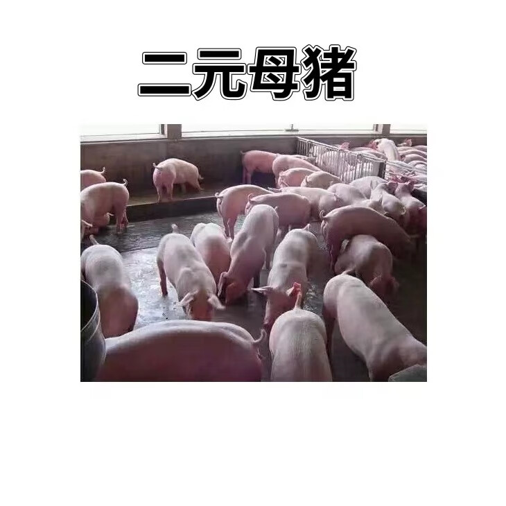 高产的长大二元母猪,大长二元母猪