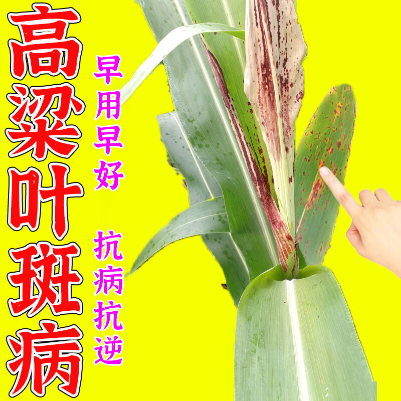 高粱叶斑病专用肥料黄叶卷叶锈斑黑穗病病虫害除菌剂微生物叶面肥