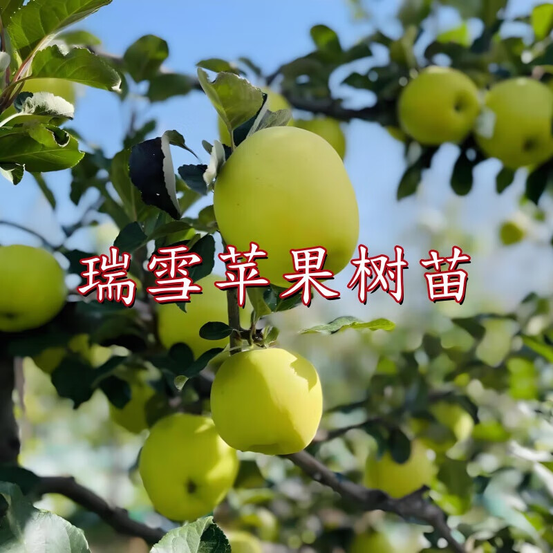 嫁接特大瑞雪蘋果樹苗南方北方盆栽地栽陽臺庭院種植大苗當(dāng)年結(jié)果 瑞雪蘋果樹苗 12年大苗【原土球發(fā)貨】1棵