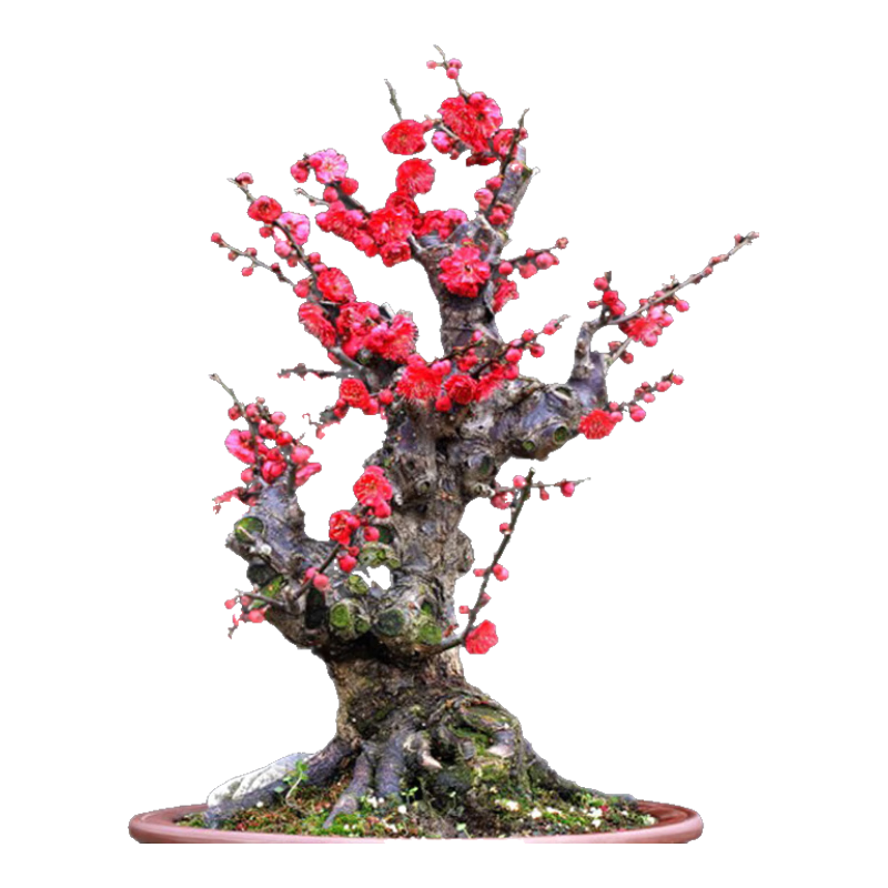 ���̺�÷���������⻨���ͺ�ֲ����׮ ��÷���磨1-1.5cm�֣�Դͷֱ�� 20Ԫ