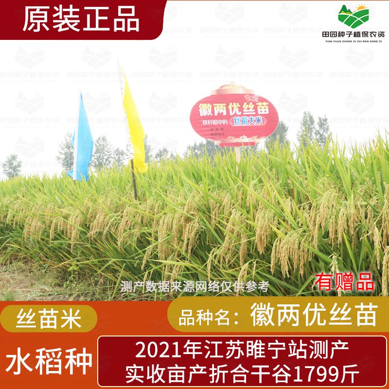 哒琳北北徽两优丝苗丝苗米杂交水稻种子耐热抗病超抗倒米质好谷种 yn