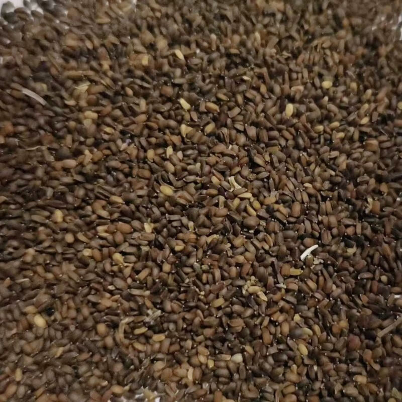 东北泡参种子南沙参种子耐寒植物药材种子草本植物中药种子 300粒