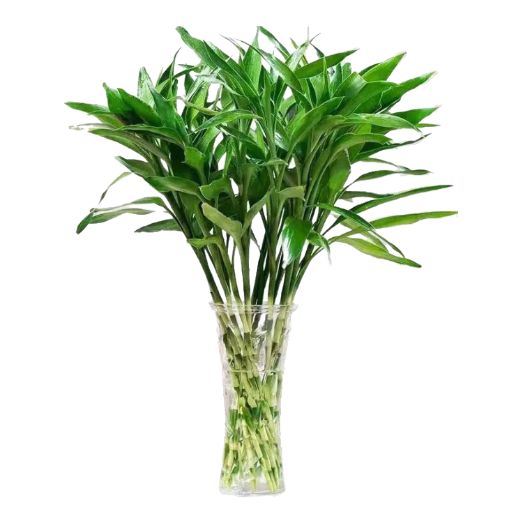 �ٽ��ۣ���һ��һ ������ ��ɫˮ�฻���� 60cm 5֦