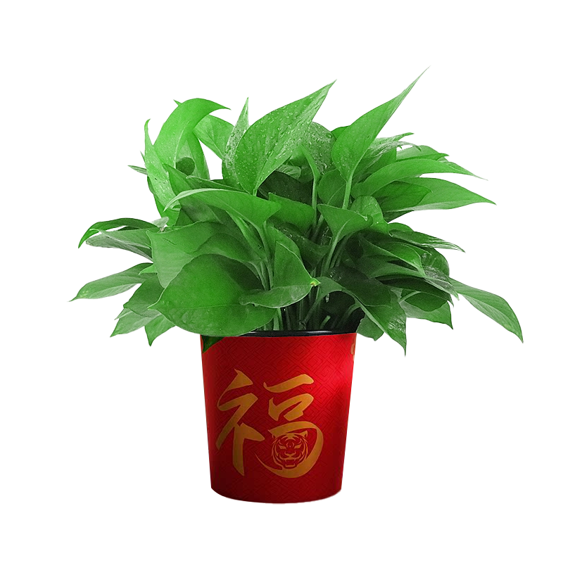 ���ڲ�����˫���������Գ���ȩ������ֲ�칫���·���������180���4��Դͷֱ�� 39.9Ԫ