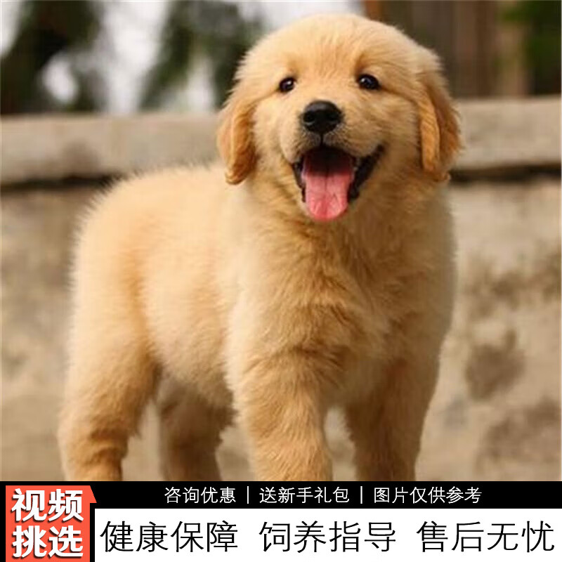 伊宠纯种金毛幼犬宠物狗狗活体小狗活物幼崽巡回猎犬导盲犬 赛级 公