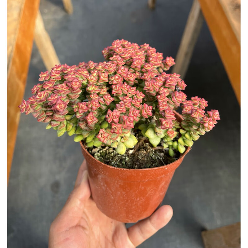 耐寒好度夏新手好养 盆径9cm小米星 含盆