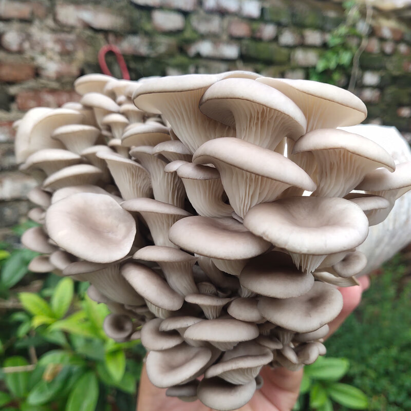 秀珍菇(大袋装) 不含盆