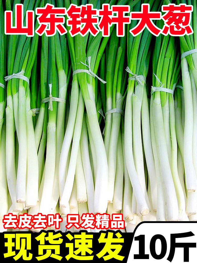 文枝山东大葱新鲜铁杆去叶大葱应当季蔬菜非章丘毛葱蘸酱嫩葱 1000g
