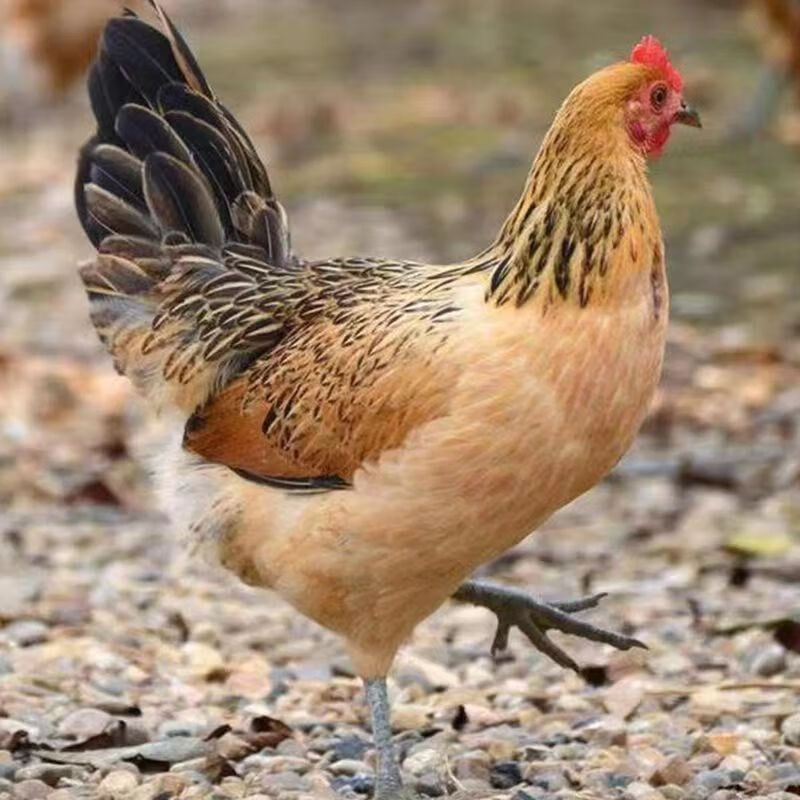 梦茜儿(mexemina)一斤高产蛋麻羽鸡活苗青脚麻羽绿壳蛋鸡小鸡活苗半大