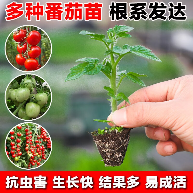 春季种植蔬菜苗幼苗千禧圣女果西红柿番茄辣椒苗带根发货成活率高