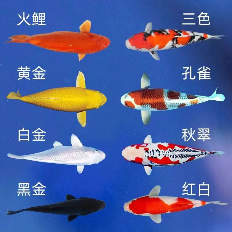 贝冠奇锦鲤活鱼观赏鱼活体淡水冷水鱼易活好养景观鱼红白锦鲤鱼 随机4条(11-13厘米)练手锦鲤