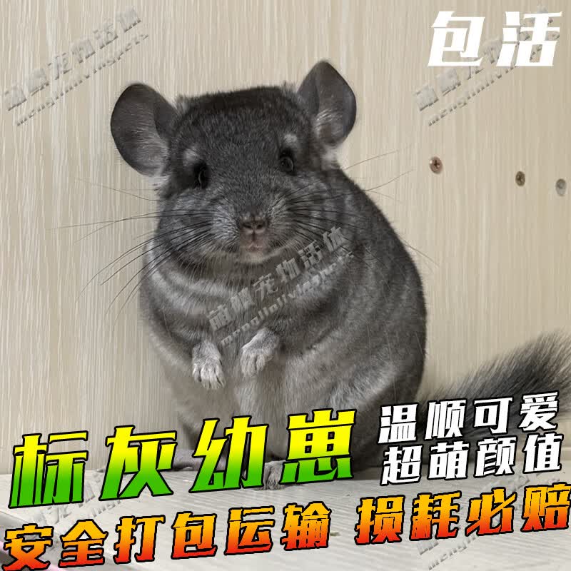 龙猫活物送笼子宠物家养活体宝宝幼崽标灰紫灰米色银斑疫苗粉白 标灰