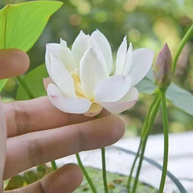 细辛水生雪莲花白荷花室内花好养四季开花种子籽水养荷花盆栽客厅睡莲