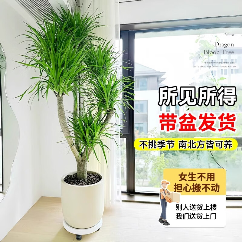 叹为观止 大型盆栽 单杆辫子发财树天堂鸟绿萝散尾葵办公室内开业乔迁礼品 多头龙血树1.3-1.5米【圆柱盆】 含盆