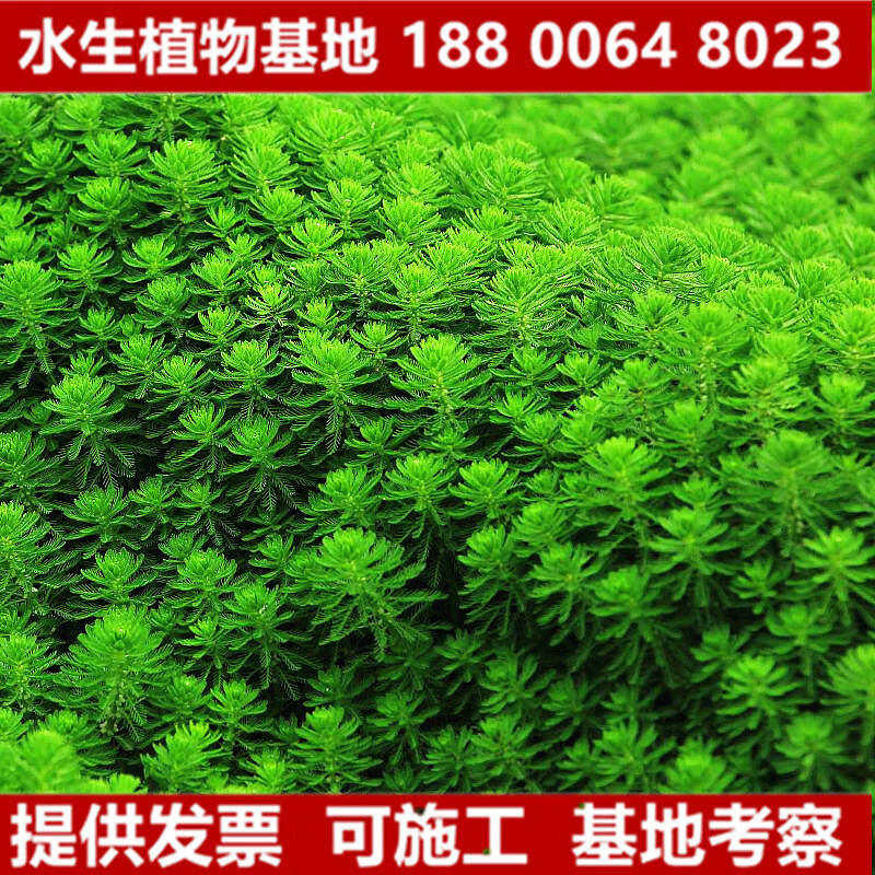 绿狐尾藻聚藻浮萍水生植物常绿河道花卉绿化浮床净化水质 狐尾藻10株