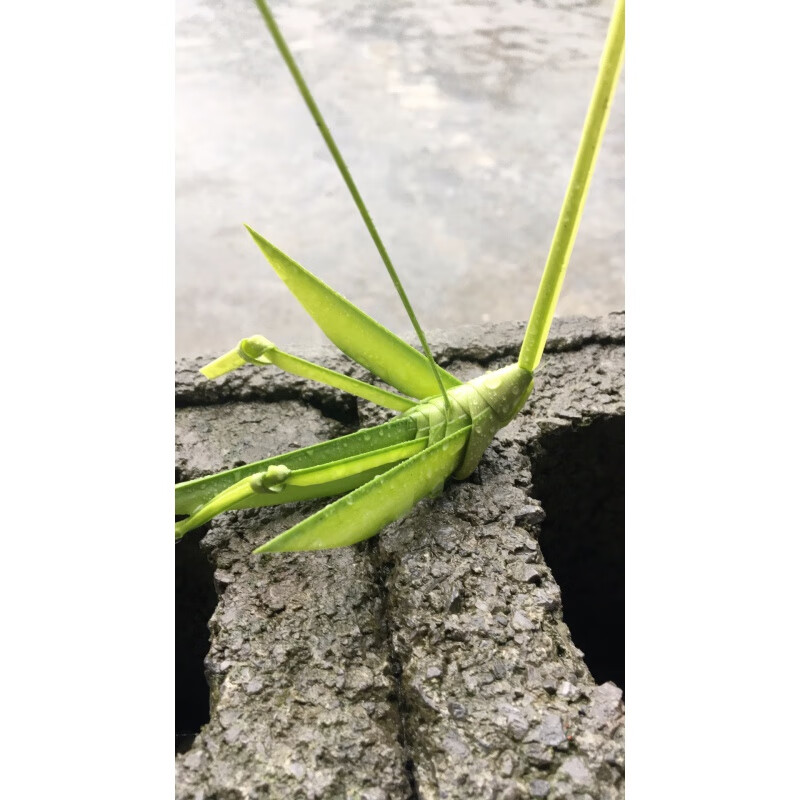 草编棕编鲜叶编织蚂蚱 草编蚱蜢蚂蚱棕编动物棕叶编织学生作业摄影