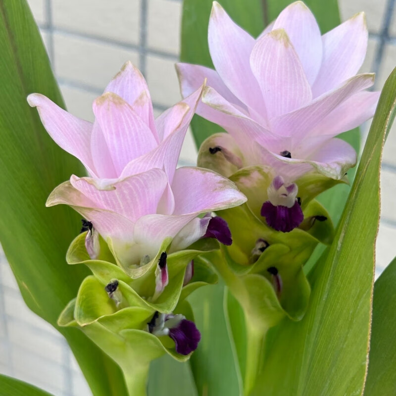 oseen)进口姜荷花种球耐热耐晒球根多年生庭院阳台室内百合郁金香花卉