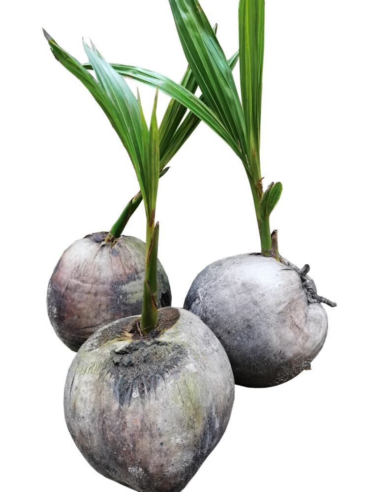 魔月(manamoon)带皮发货盆栽椰苗发芽椰子海南椰宝椰子芯椰子饼结婚用