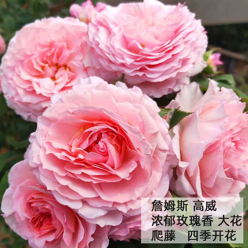 颗蔷薇花苗爬藤四季开花藤本月季耐寒植物四季种易庭院 17詹姆斯高威