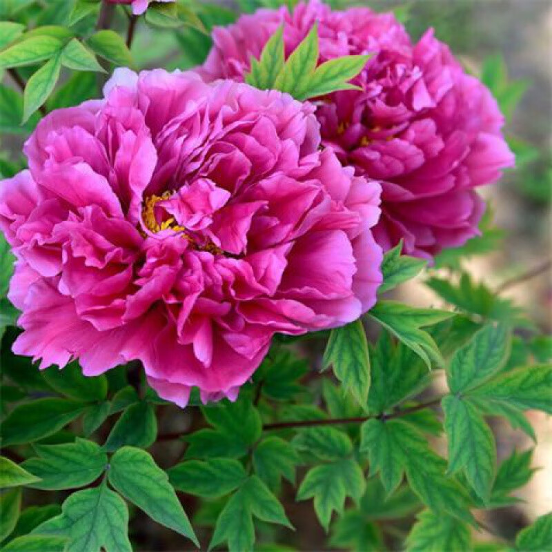 大花苗种花卉耐寒易活富贵花王洛阳重瓣 洛阳红【新手】 6-9个枝干