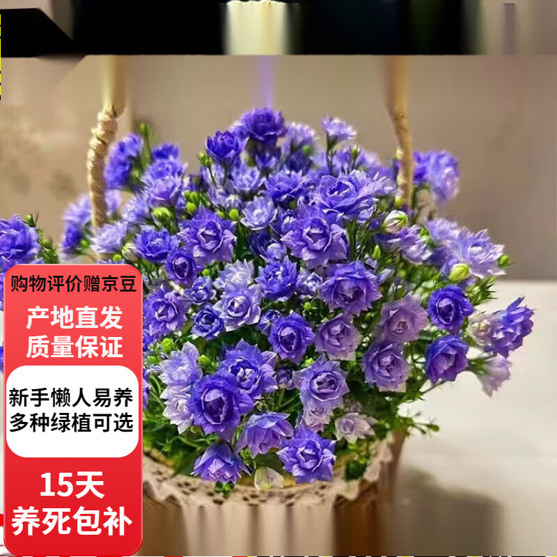 欧芽丹麦风铃花盆栽花卉植物室内鲜花四季开花重瓣梦露风铃草易活绿植 紫色风铃花+早安盆