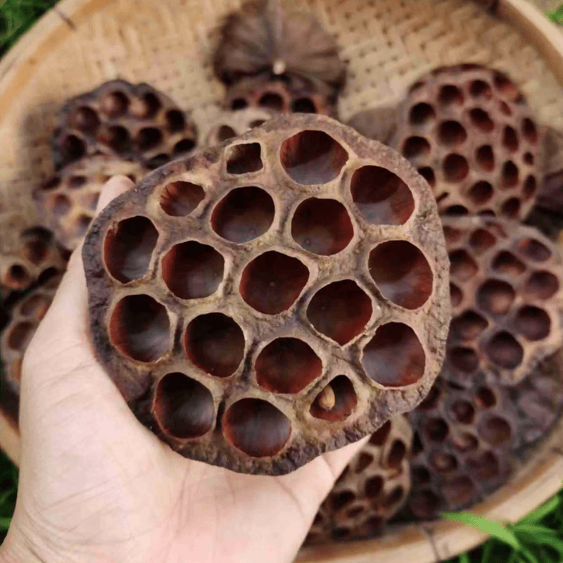 北京同仁堂 原料莲蓬干孕妇莲蓬壳食用莲房莲蓬头无硫莲子壳食用内廷