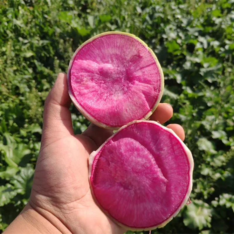 满堂红萝卜1包 约300粒