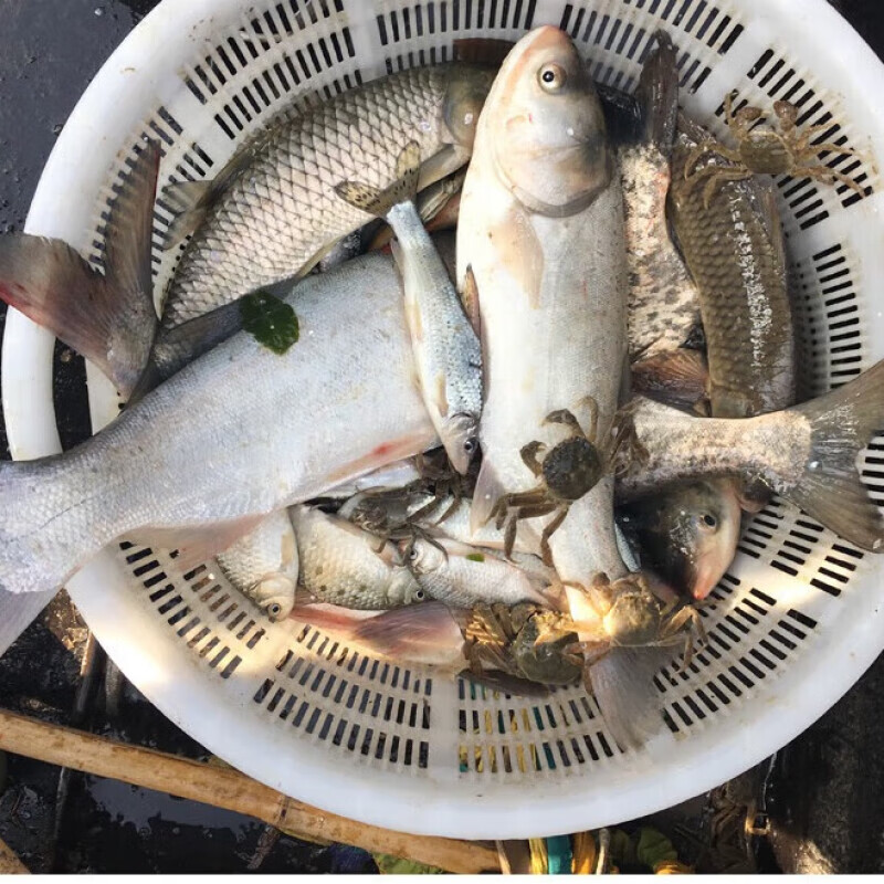 鲜迪咖青鱼草鱼新鲜洪泽湖淡水草皖鱼鲜活螺蛳青现杀草混子 【净膛前