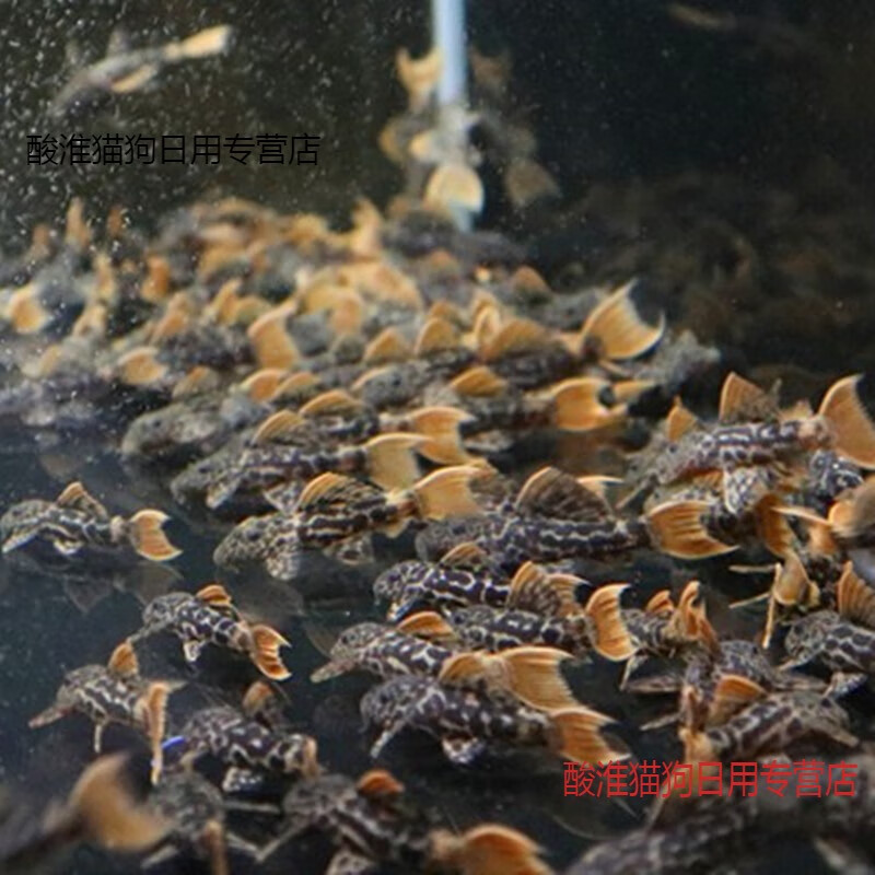 l600帝王血钻异型鱼高端异形鱼观赏鱼鱼稀有类异型鱼 l600帝王血钻6-7