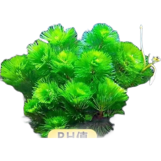 蜈蚣草水草植物15颗阴性净水生态造景 1.77元 - 86线报