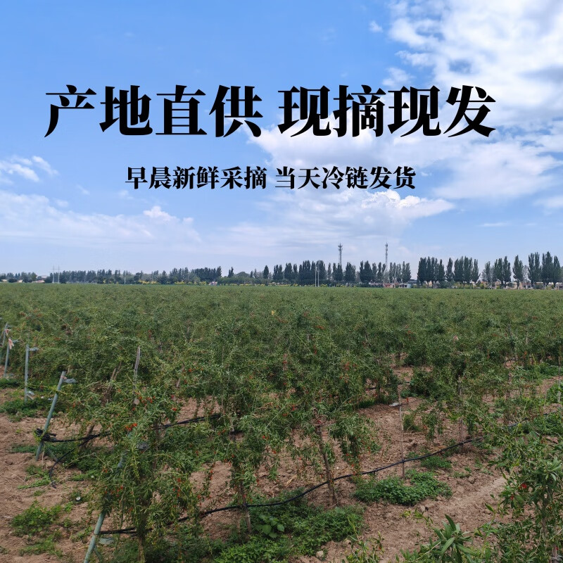 秦山农宁夏新鲜枸杞子现摘正宗头茬红枸杞当季即食水果大颗粒鲜果礼盒装 500g【125gx4盒】礼盒包装