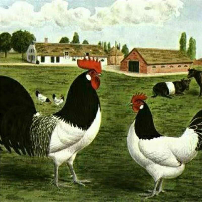 观赏鸡种蛋新品进口两头乌宠物鸡可孵化受精蛋小鸡高受精种蛋 1枚