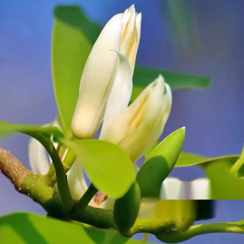 花友白兰花树苗玉兰花盆栽矮化老桩黄角兰室内卉绿植物 白兰花苗50cm