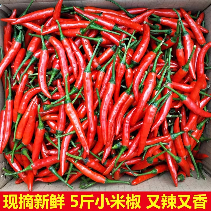 囧仙子小米辣椒新鮮特辣小米椒朝天椒超辣薄皮土紅辣椒指天椒尖椒剁椒 紅小米辣椒 5斤