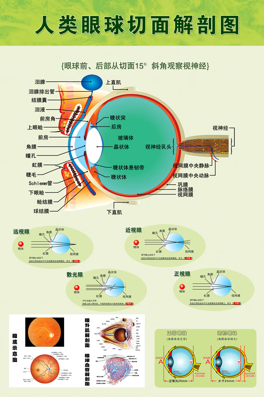 床畔定制眼球解剖图泪腺分布图人体眼部肌肉血管结构图医院眼科宣传画