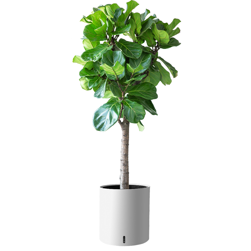 ֲֲŮѼľѼľ˷شֲԴͷֱ