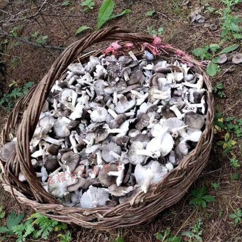 风鲜仓承德围场坝上特产野生蘑菇小灰蘑灰草蘑炒炖煲汤炖汤野生菌500g