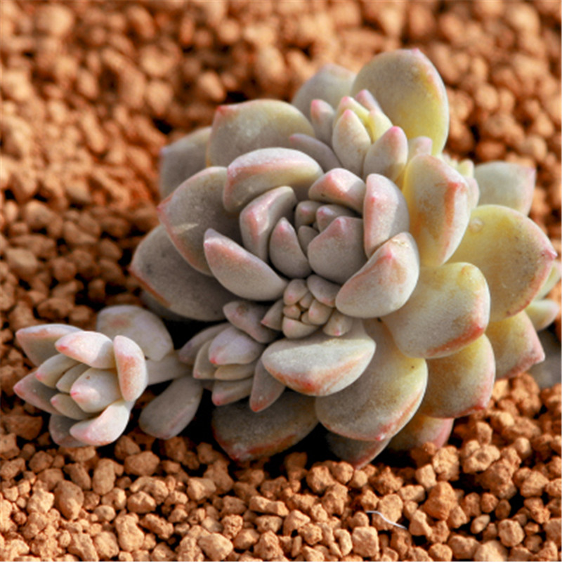 多肉植物京东历史价格|多肉植物价格历史