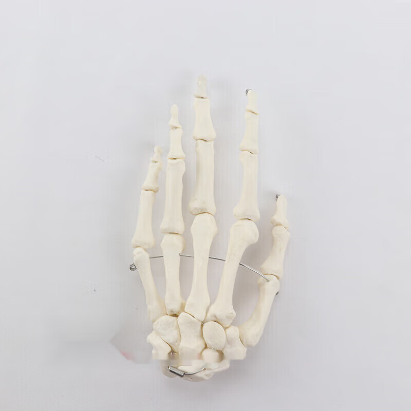 人体骨桡骨手指骨手掌骨手关节上肢骨韧带模型医学教学用具 手骨不带