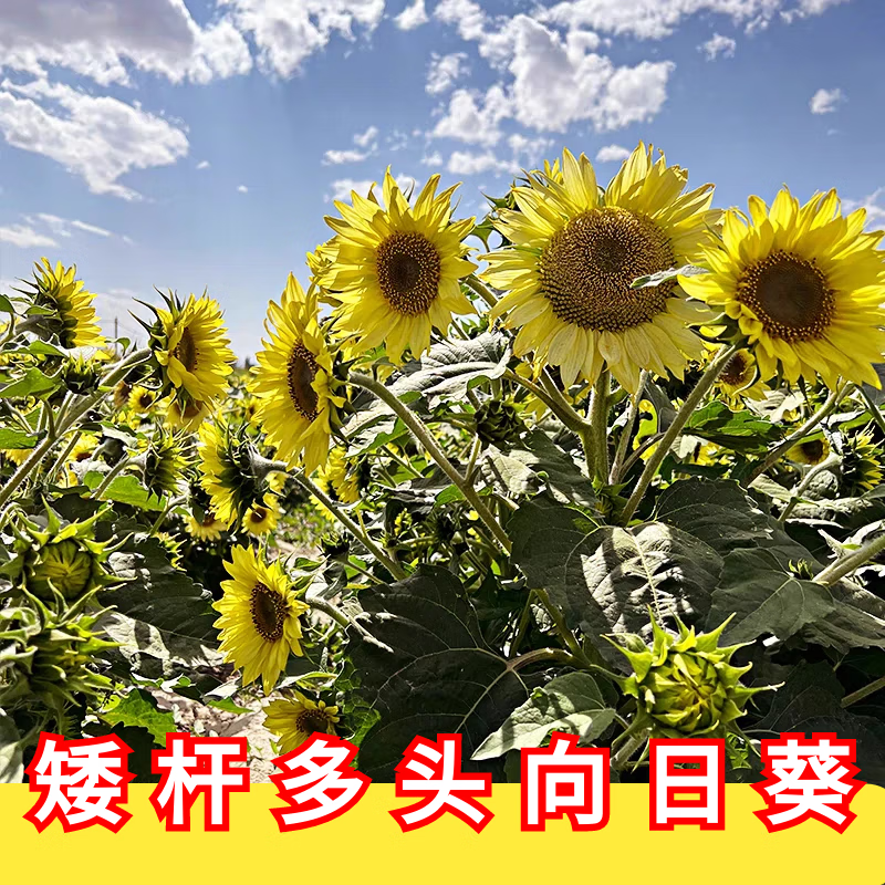 长蕴向日葵种孑花种籽子矮四季播种开花高杆观赏盆栽庭院食用葵花种子