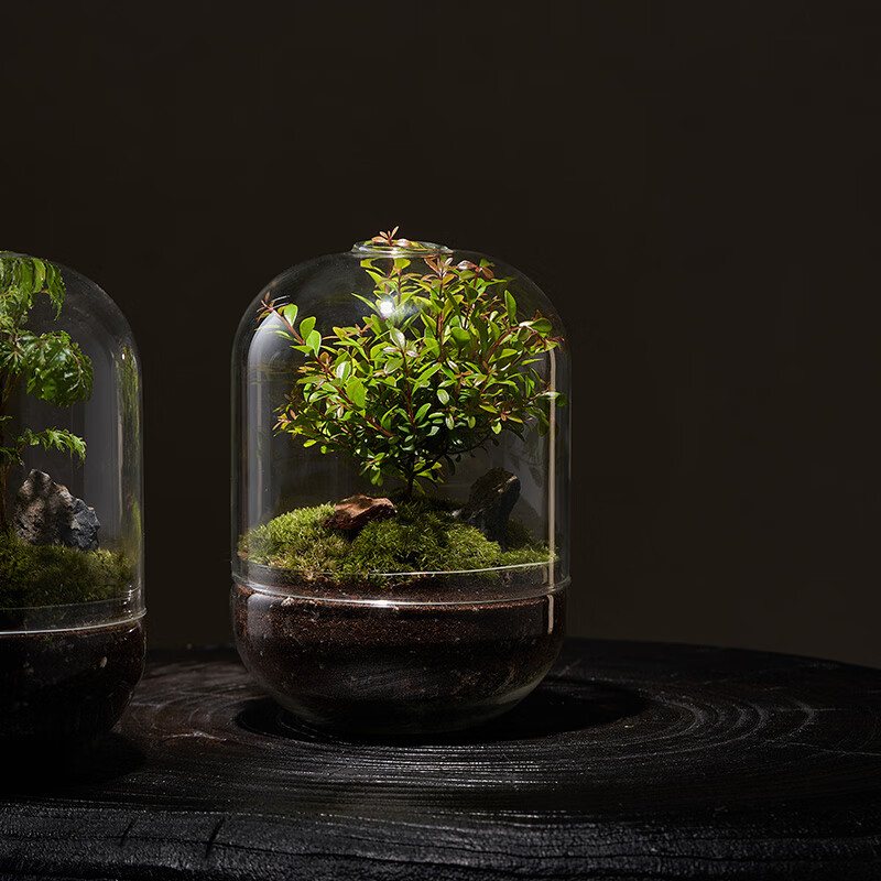 微观生态瓶可爱【生命之树】创意微景观桌面苔藓成品礼物盆景好养