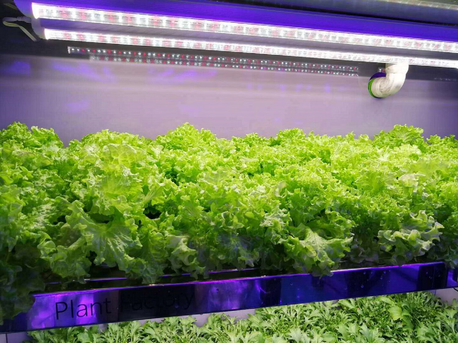 宾猎豹led红蓝白植物生长灯大棚蔬菜工厂室内水培叶菜全光谱t8补光灯